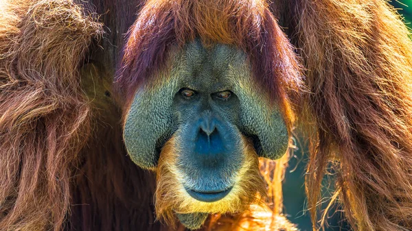 Porträt eines sehr alten asiatischen Orang-Utans, der vorne posiert — Stockfoto