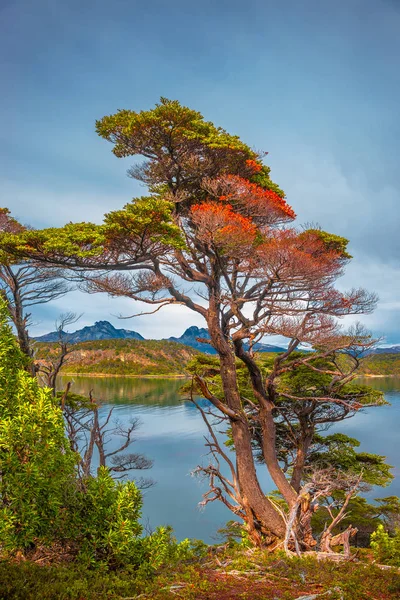 Prachtige landschap van Patagonië's Tierra del Fuego National Park — Stockfoto