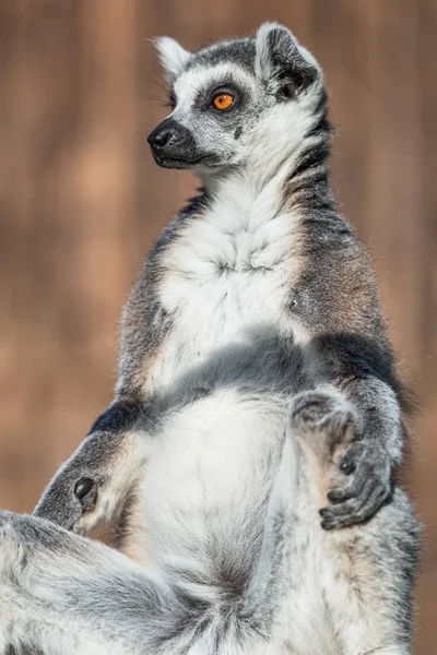 Lémur Madagascar de cola anillada calentándose al sol — Foto de Stock