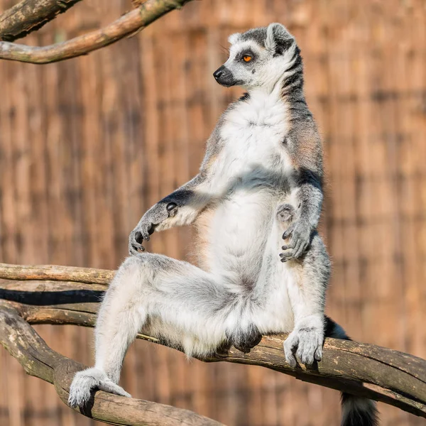 Lémur Madagascar de cola anillada calentándose al sol —  Fotos de Stock