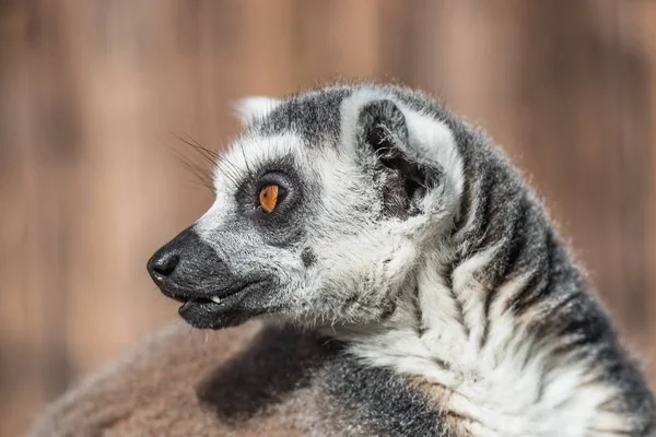 Ring-tailed Madagaskar lemur värmer upp på sun — Stockfoto