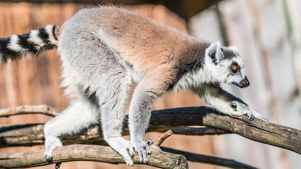 Lémur Madagascar de cola anillada calentándose al sol — Foto de Stock