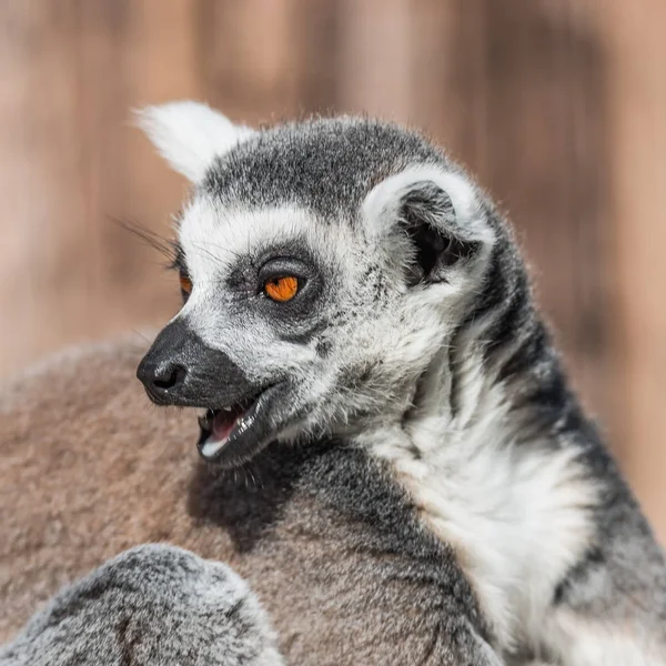 Ring-tailed Madagaskar lemur värmer upp på sun — Stockfoto