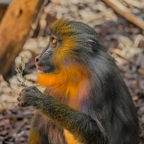 Ritratto di giovane mandrillo africano in località aperta — Foto Stock