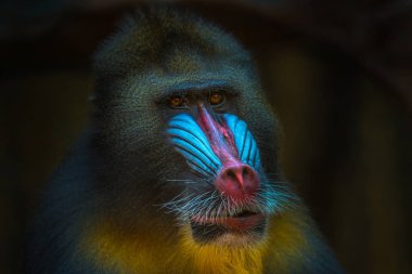 Afrika Mandrill'di açık tatil portresi