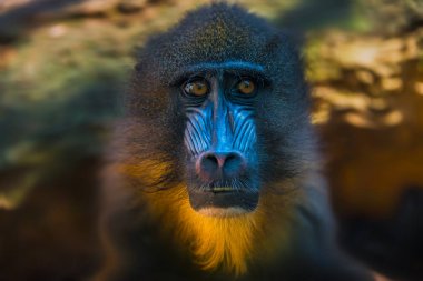 Afrika Mandrill'di açık tatil portresi