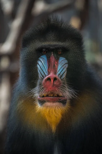 A nyitott resort-régi afrikai mandrill portréja — Stock Fotó