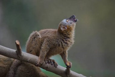 Komik Madagaskar lemur, açık alanda düz arka plan