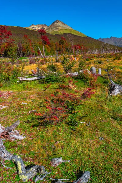 Великолепный ландшафт национального парка Огненная Земля Патагонии — стоковое фото