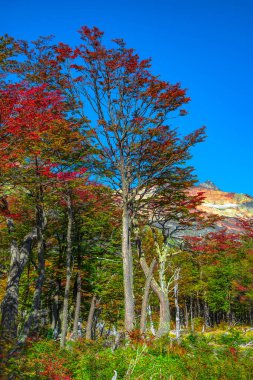Patagonya'nın Tierra del Fuego Milli Parkı muhteşem manzara