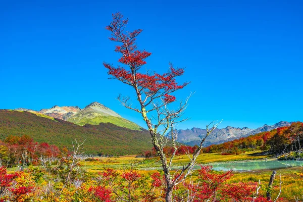 Patagonya'nın Tierra del Fuego Milli Parkı muhteşem manzara