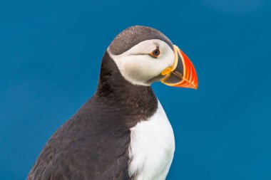 Mykines, geç summe Faroe Adaları, Kuzey Atlantik Okyanusu puffins ada