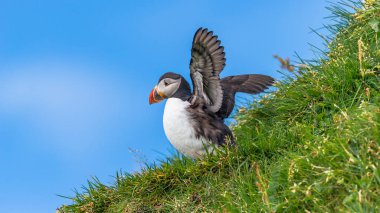 Mykines, geç summe Faroe Adaları, Kuzey Atlantik Okyanusu puffins ada