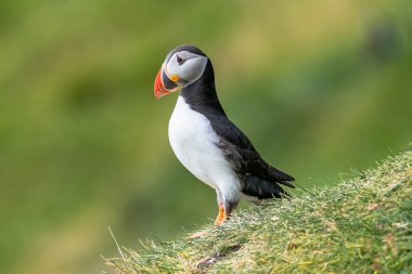 Mykines, geç summe Faroe Adaları, Kuzey Atlantik Okyanusu puffins ada