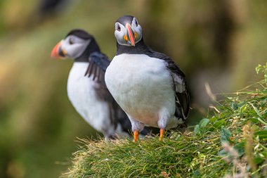 Mykines, geç summe Faroe Adaları, Kuzey Atlantik Okyanusu puffins ada