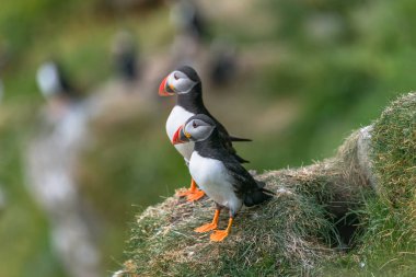 Mykines, geç summe Faroe Adaları, Kuzey Atlantik Okyanusu puffins ada