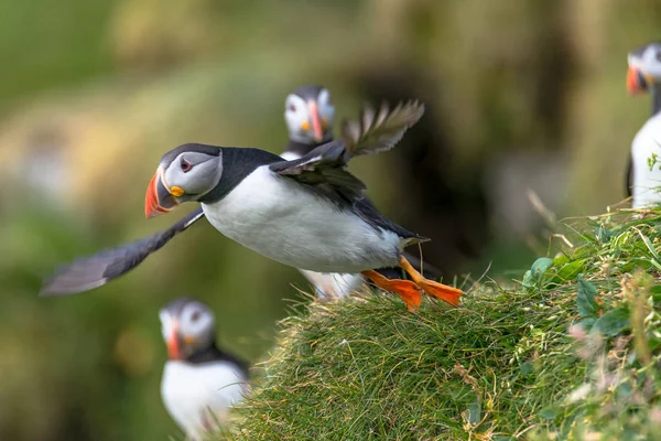 Noord-Atlantische Oceaan papegaaiduikers op de Faroe eilanden Mykines, laat summe — Stockfoto