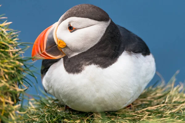 Frailecillos del Atlántico Norte en la isla de Faroe Mykines, Summe tardío — Foto de Stock