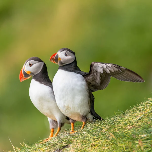 Mykines, geç summe Faroe Adaları, Kuzey Atlantik Okyanusu puffins ada