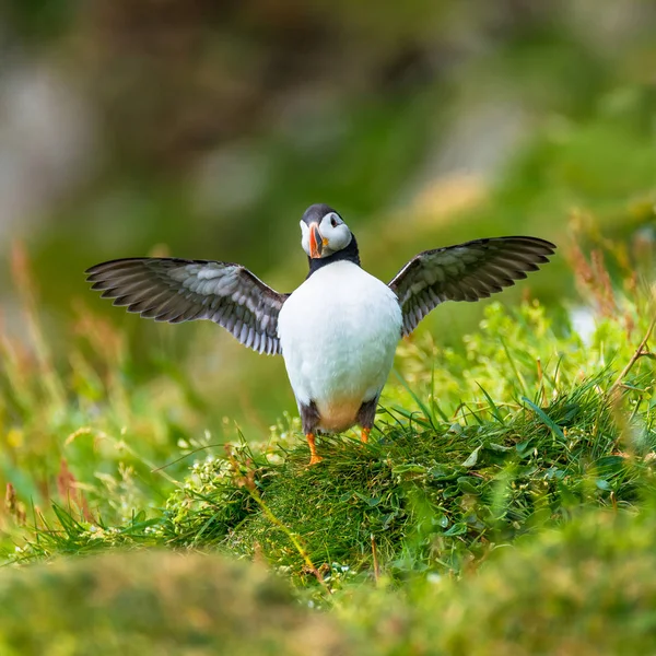 North Atlantic ocean puffins at Faroe island Mykines, late summe — Stock Photo, Image