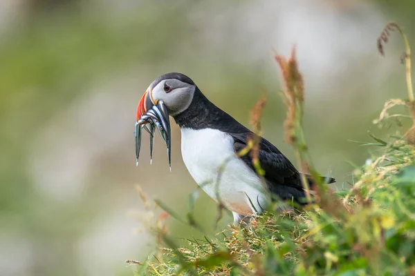 페로에서 북쪽 대서양 puffins 섬 Mykines, 늦은 summe — 스톡 사진