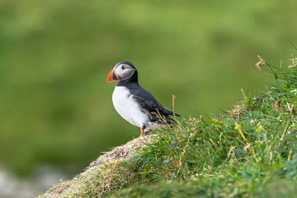 Noord-Atlantische Oceaan papegaaiduikers op de Faroe eilanden Mykines, laat summe — Stockfoto