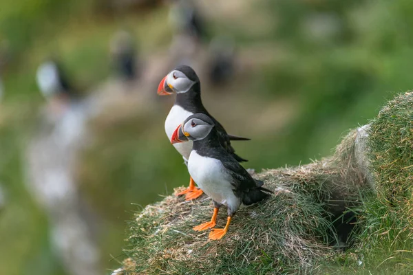 North Atlantic ocean puffins at Faroe island Mykines, late summe