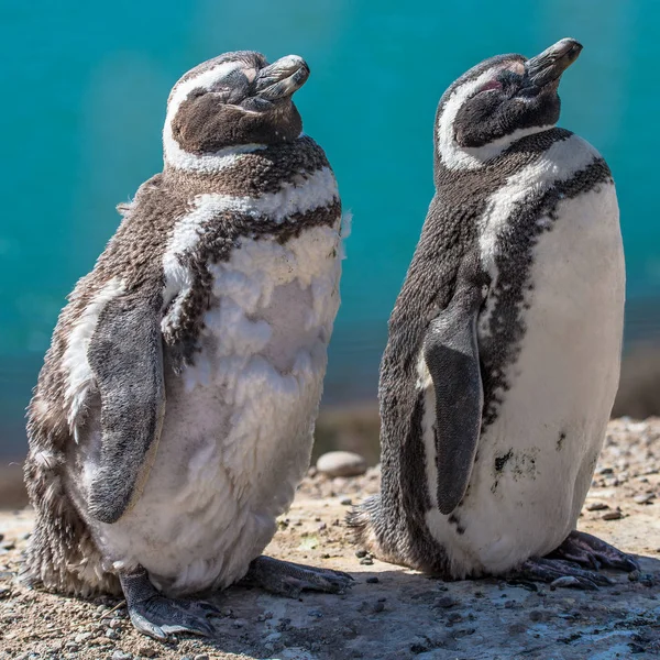 Pinguins de Magalhães no ninho, península Valdes, Patagônia — Fotografia de Stock