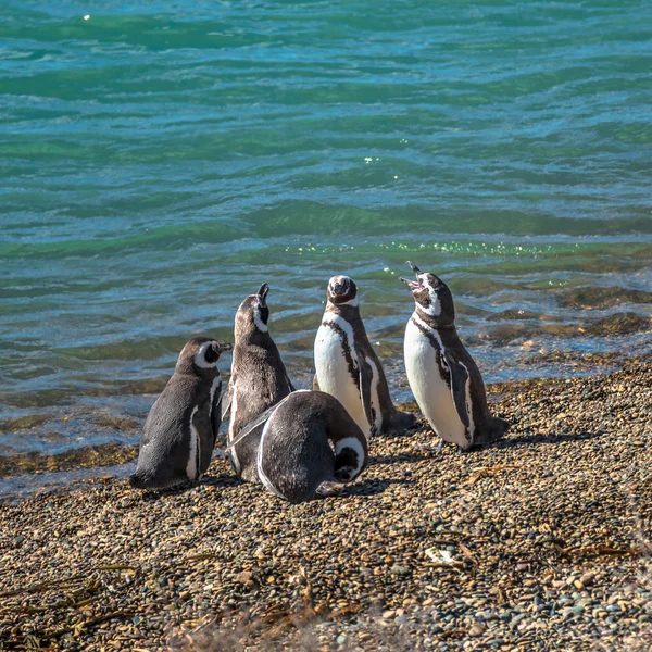 巣、半島バルデス、パタゴニアでマゼラン ペンギン — ストック写真