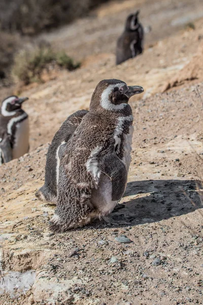 Pinguins de Magalhães no ninho, península Valdes, Patagônia — Fotografia de Stock