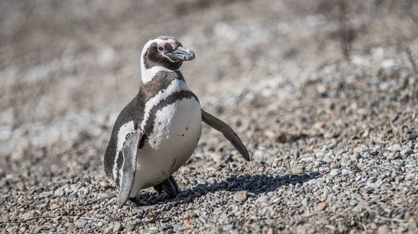 Pinguini magellanici al nido, penisola Valdes, Patagonia — Foto Stock