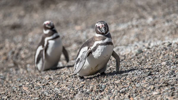 Magelhaense pinguïns op het nest, schiereiland Valdes, Patagonië — Stockfoto