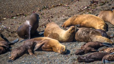 Deniz Aslanları ve deniz aslanlarının Yarımadası Valdes, Pata, koloni