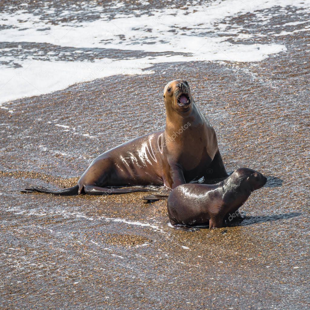 Colony of sea lions and elephant seals at Peninsula Valdes, Pata