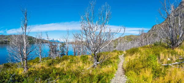 Forest in Torres del Paine National Park in Autumn, Patagonia, C — Stock Photo, Image