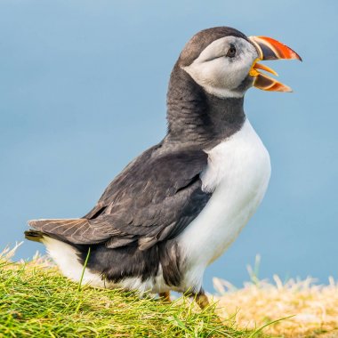 Mykines, Faroe Adaları Kuzey Atlantik puffins ada