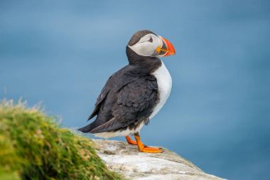 Mykines, Faroe Adaları Kuzey Atlantik puffins ada