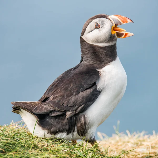 North Atlantic puffins at Faroe island Mykines — Stock Photo, Image