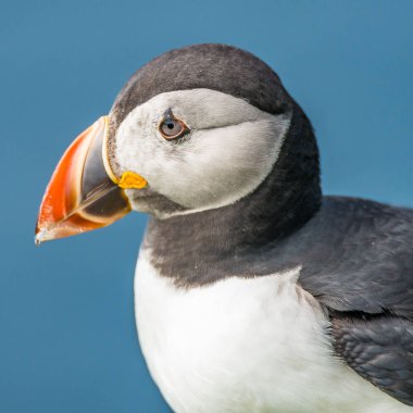 Mykines, Faroe Adaları Kuzey Atlantik puffins ada