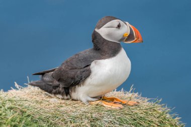 Mykines, Faroe Adaları Kuzey Atlantik puffins ada
