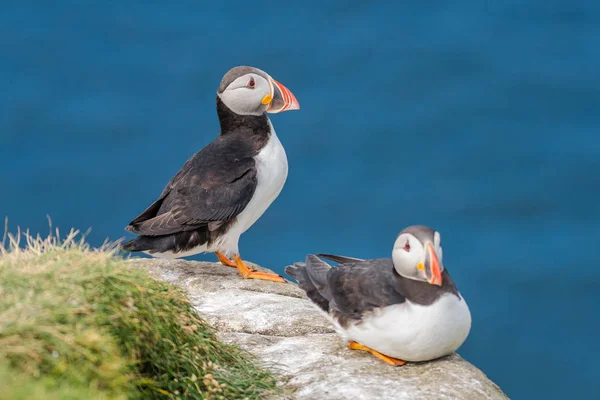 Noord-Atlantische papegaaiduikers op de Faroe eilanden Mykines — Stockfoto
