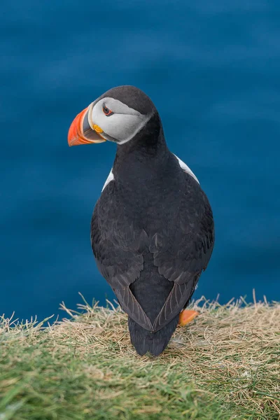 North Atlantic puffins at Faroe island Mykines — Stock Photo, Image