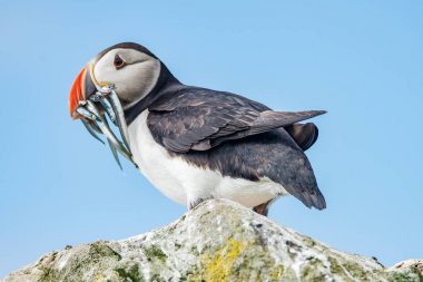 Mykines, Faroe Adaları Kuzey Atlantik puffins ada