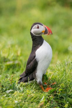 Mykines, Faroe Adaları Kuzey Atlantik puffins ada