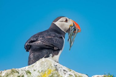 Mykines, Faroe Adaları Kuzey Atlantik puffins ada
