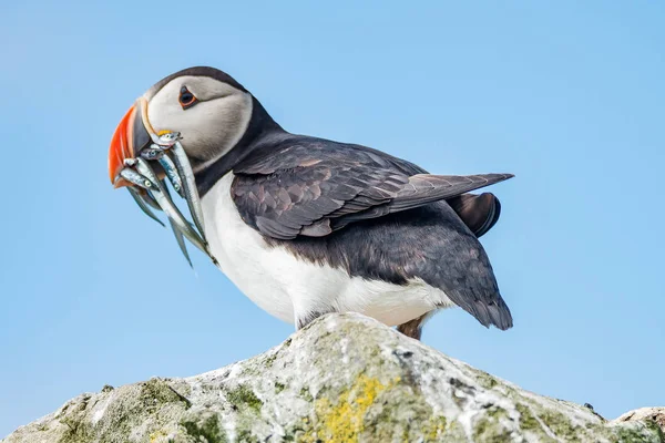 Mykines, Faroe Adaları Kuzey Atlantik puffins ada