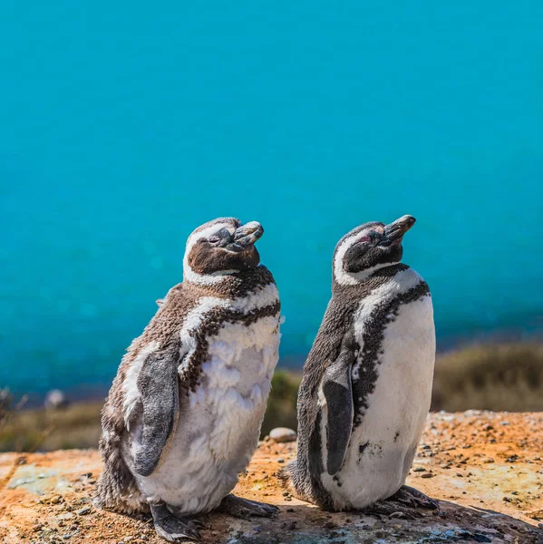 Pinguins de Magalhães guardando seu ninho, península Valdes, Patag — Fotografia de Stock