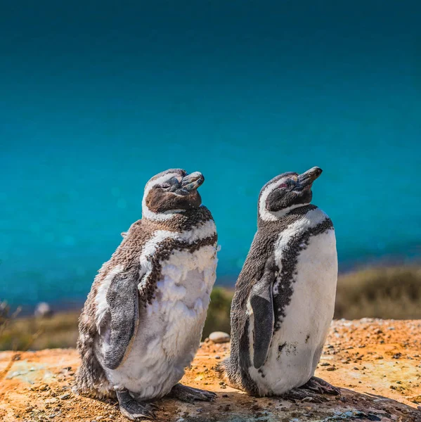 Магеллановы пингвины охраняют свое гнездо, полуостров Вальдес, Патаг — стоковое фото
