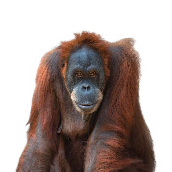 Porträt des asiatischen Orang-Utans auf weißem Hintergrund — Stockfoto