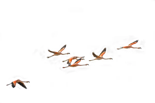 Που φέρουν ρόδινα φλαμίγκο στην περιοχή Nimez πουλιά κράτησης, Παταγονία — Φωτογραφία Αρχείου